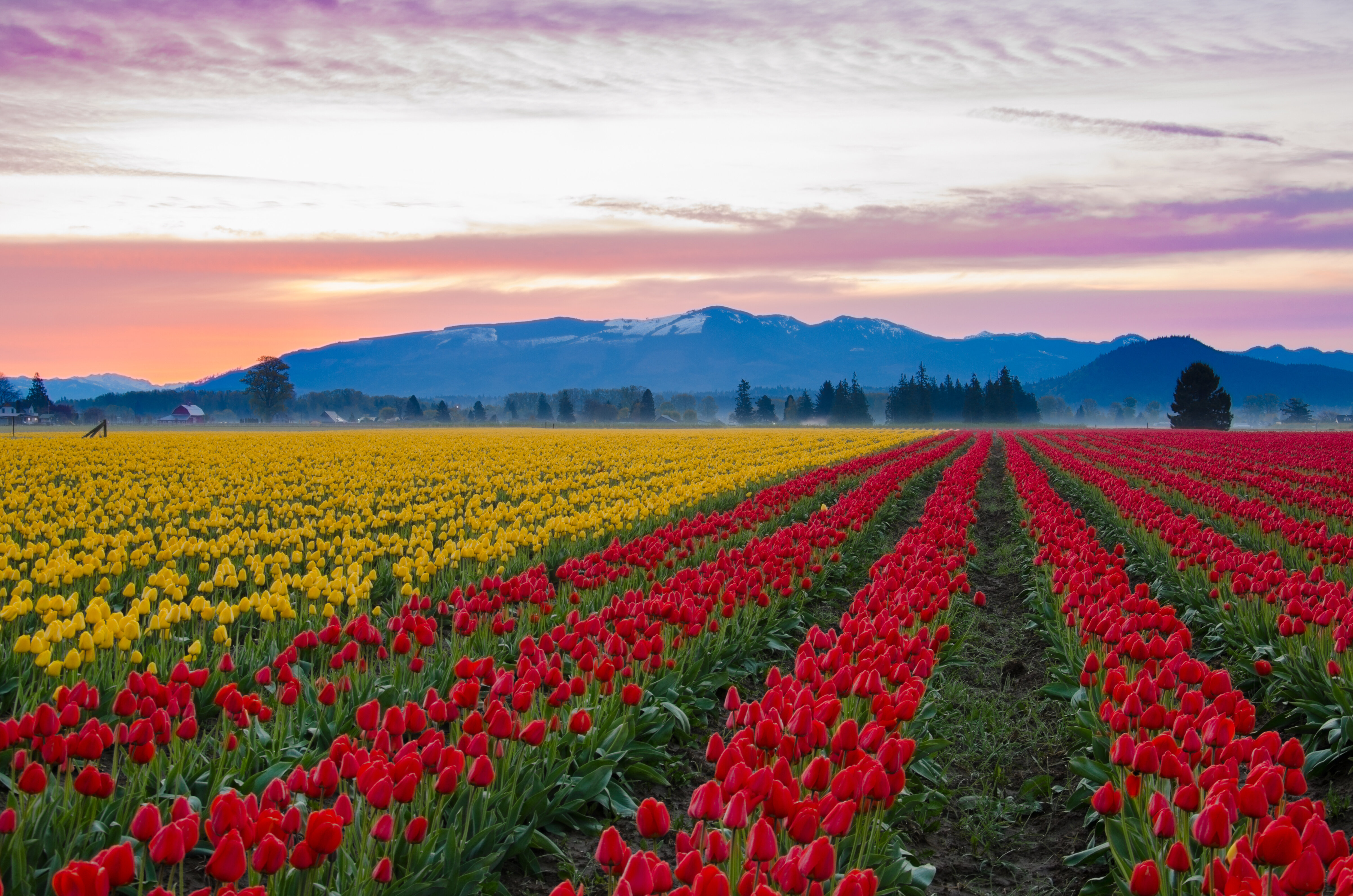 Everything You Need to Know About Tulip Season in Skagit Valley, Washington