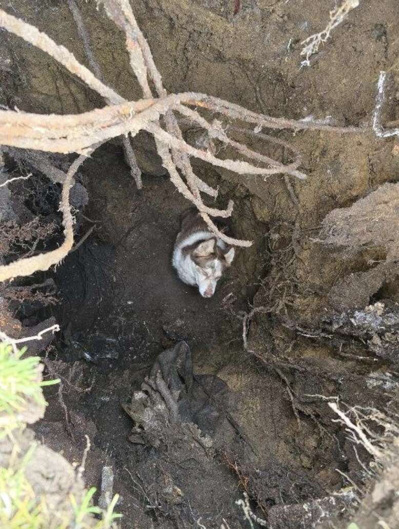 dog trapped in sinkhole