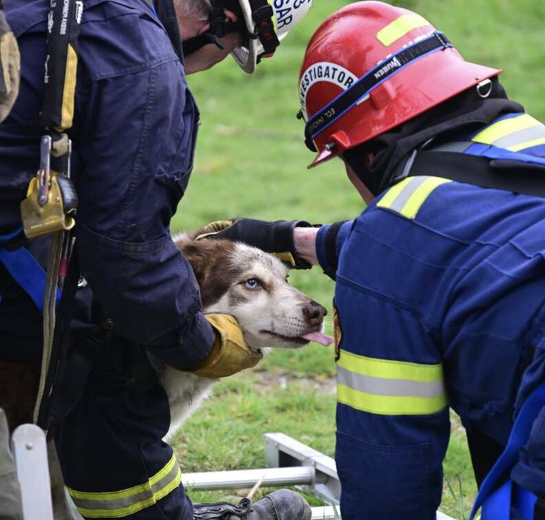 rescuers petting dog