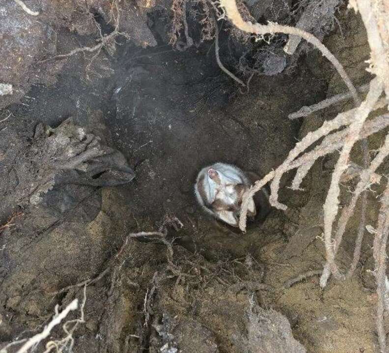 dog trapped in hole