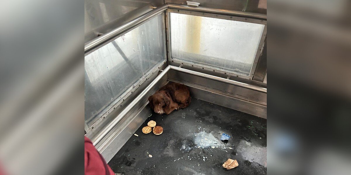 Railroad Workers Discover Someone Fluffy Hiding In Train Station Elevator