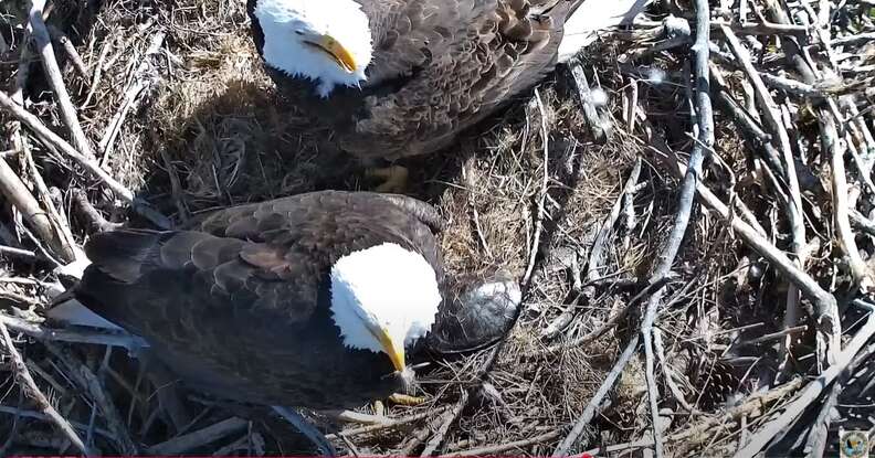 eagles and turtle