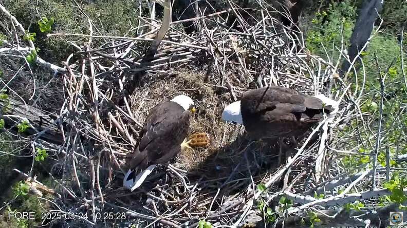 eagles and turtle
