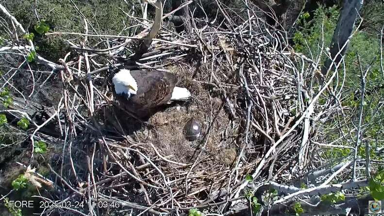 eagles and turtle