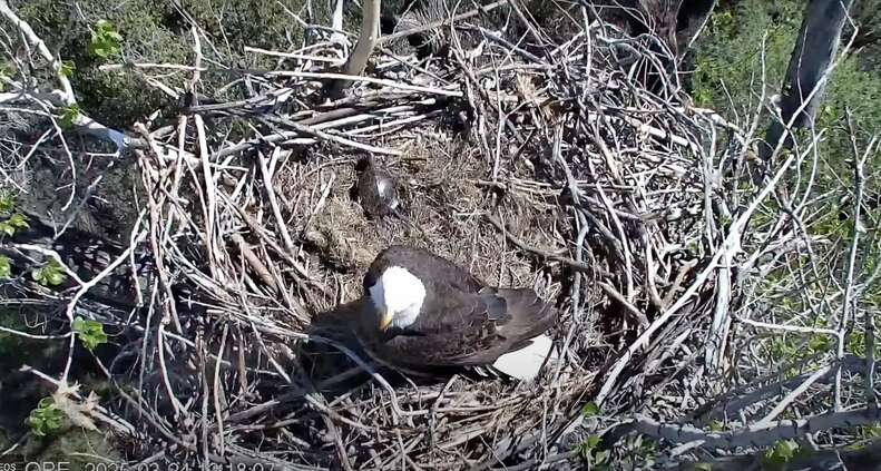 eagle and turtle
