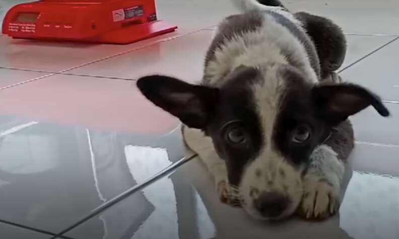 獣医でのアデル