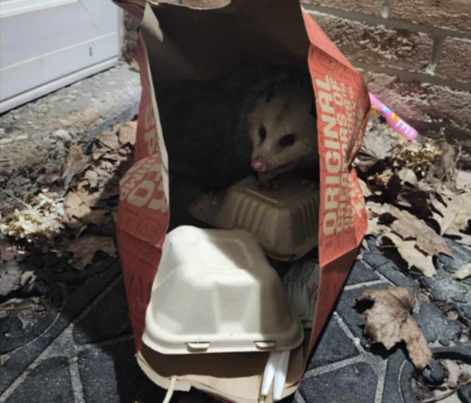 Guy Finds A Wild Surprise Lurking Inside His Fast Food Delivery - The Dodo