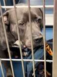 Shelter Pup Offers Blankie To Everyone Who Passes His Kennel