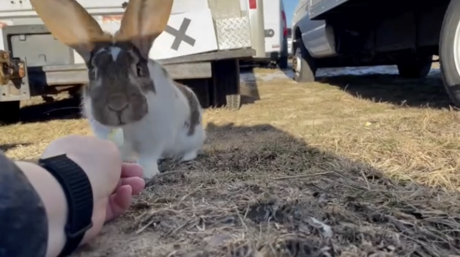 Woman Races Against Snowstorm To Save Lost Rabbit Living In Car ...