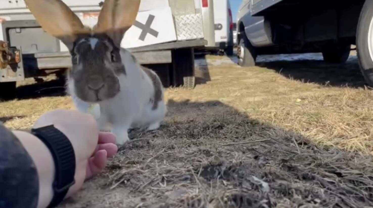 Woman Races Against Snowstorm To Save Lost Rabbit Living In Car ...