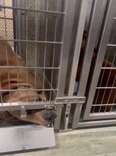 Mama Dog Desperately Tries To Reach Crying Puppy In The Next Shelter Kennel