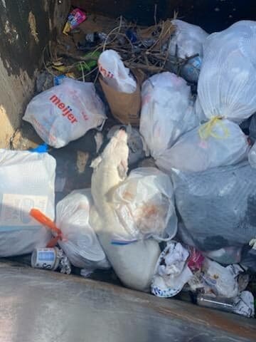 Pit bull found in dumpster