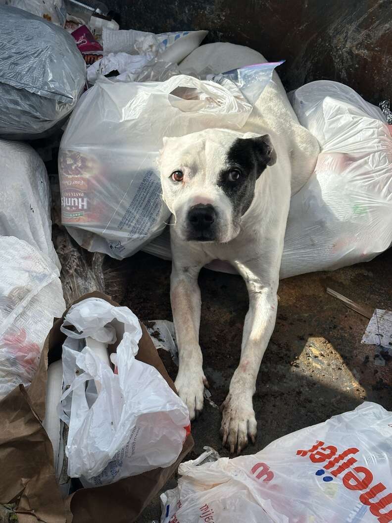 Police Open Dumpster Lid And See The Sweetest Face Staring Up At Them Police Open Dumpster Lid And See The Sweetest Face Staring Up At Them