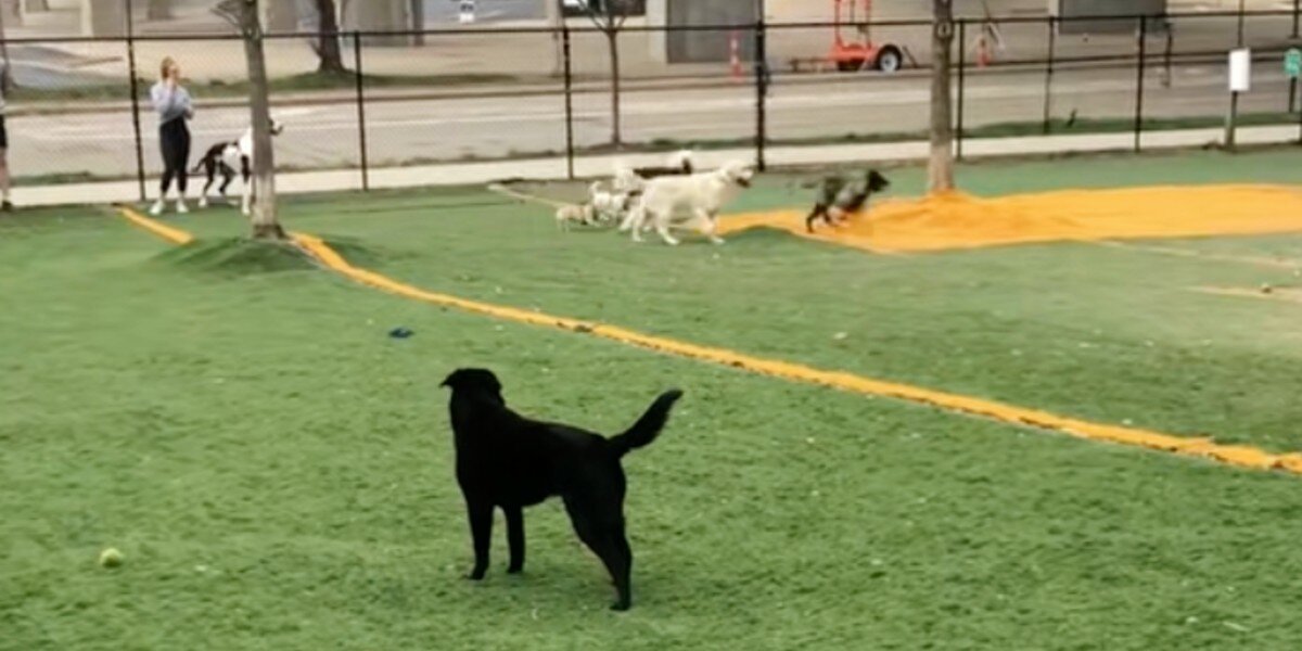 Disabled Pup Was Excluded From Playtime — Until One Dog Took A Chance On Her
