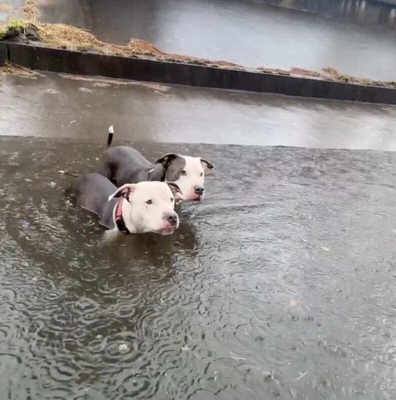 Dogs in flooded canal