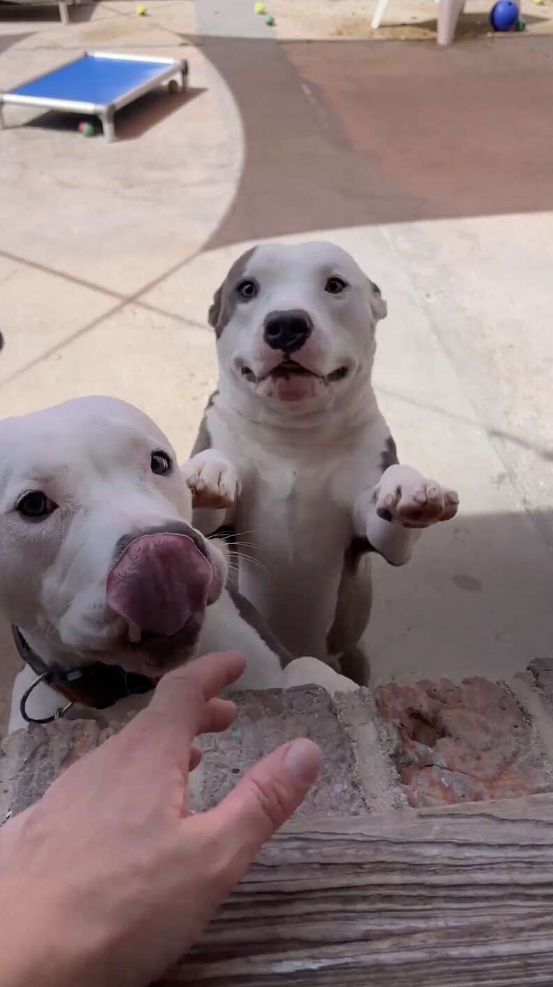 犬たちが運河を渡る