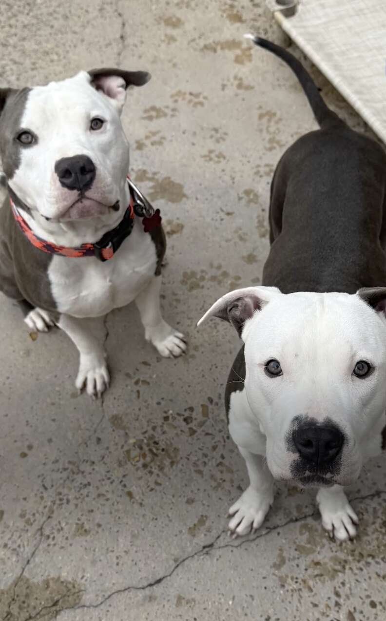 犬たちがカメラを見つめている