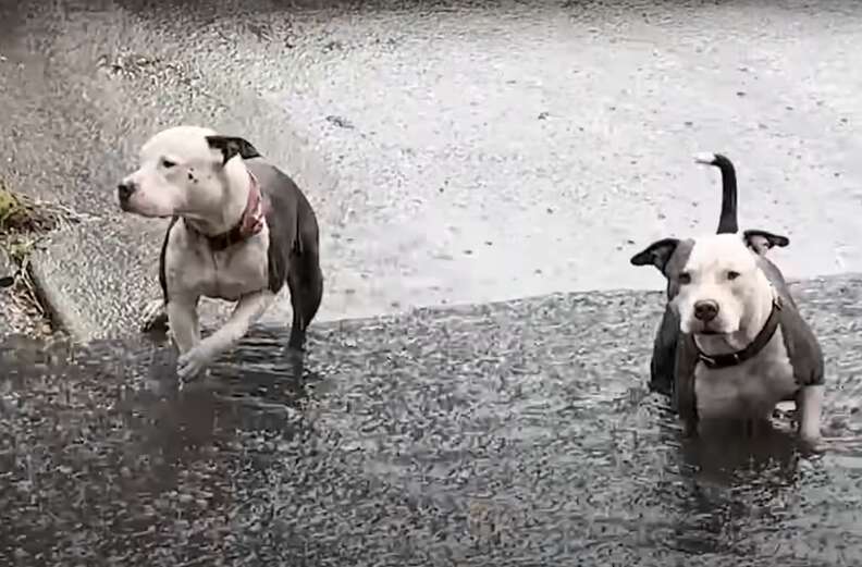 犬たちが運河の中にいる