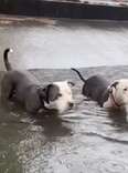 Dogs Stuck In Flooded Canal With 'No Way Out' Hope Someone Will Notice Them