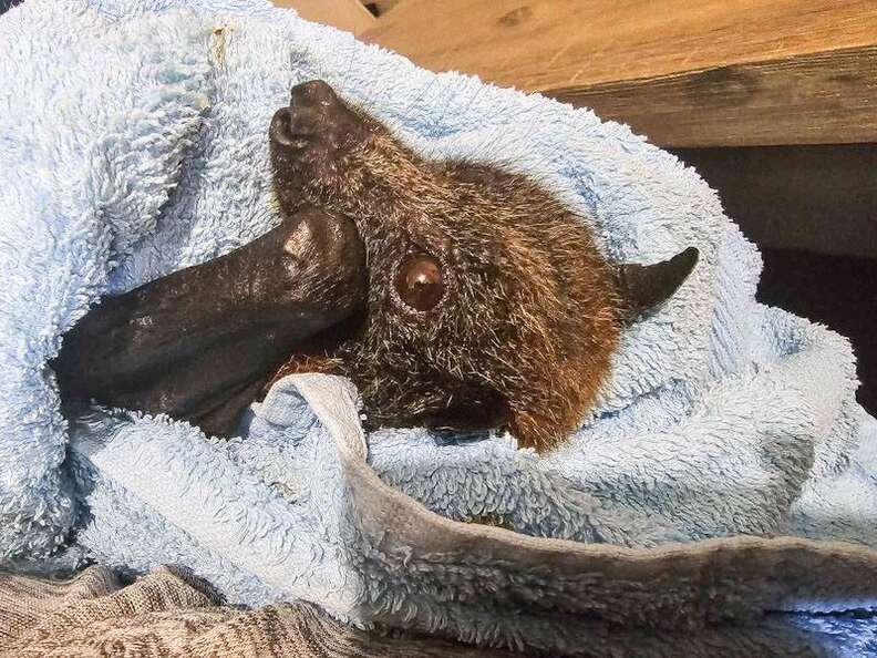Bat wrapped in blankets