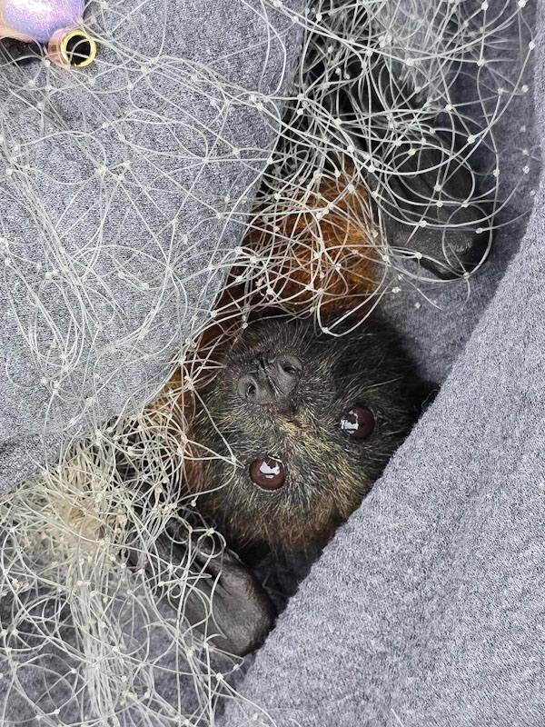 Bat in towel in netting