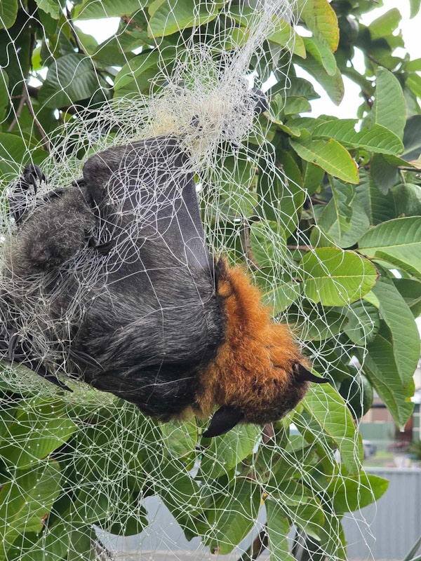 bat in net