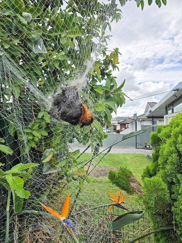 Bat entangled in net