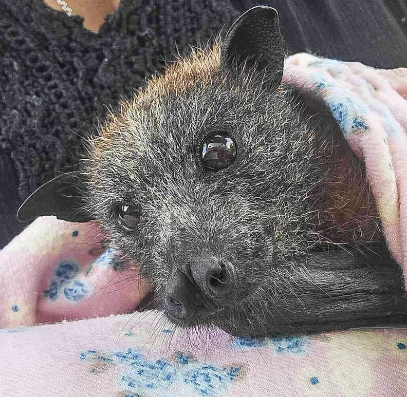 Bat wrapped in blankets