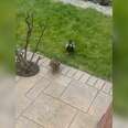 ducks