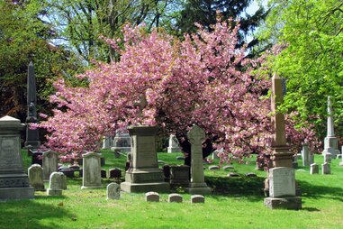 Cherry trees in ​​Green-Wood Cemetery