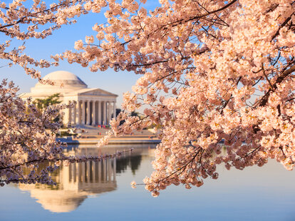 Cherry Blossom DC and Wash DC Cherry Blossoms