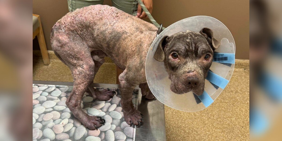 Stray Pup Who Could Barely Stand Becomes 'Different Dog' With A Little TLC