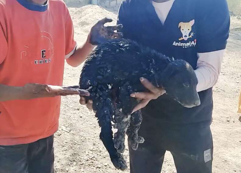 Puppies Covered In Tar And 'Unable To Move' Are So Grateful To See Their Rescuer