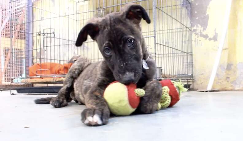 Puppies Covered In Tar And 'Unable To Move' Are So Grateful To See Their Rescuer