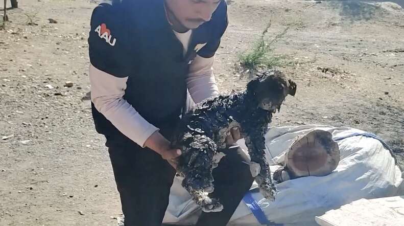 Puppies Covered In Tar And 'Unable To Move' Are So Grateful To See Their Rescuer