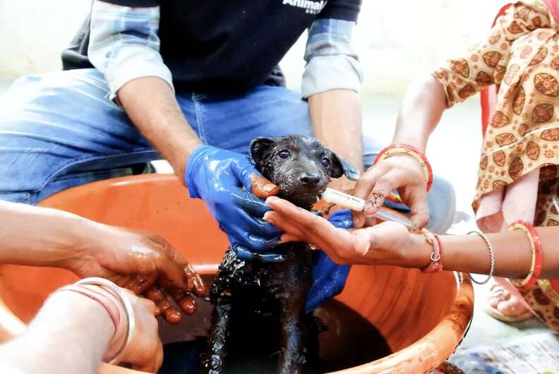 Puppies Covered In Tar And 'Unable To Move' Are So Grateful To See Their Rescuer