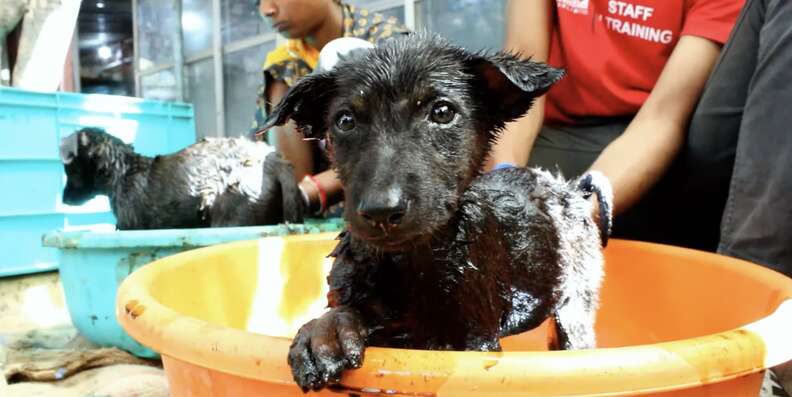 Puppies Covered In Tar And 'Unable To Move' Are So Grateful To See Their Rescuer