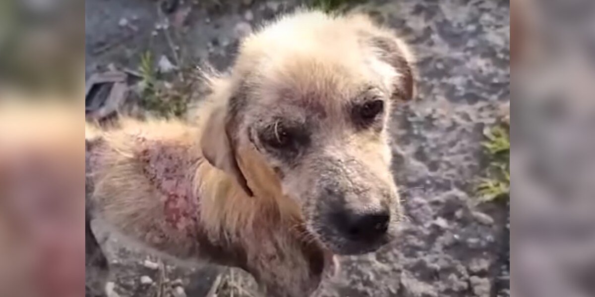 His Rescuers Couldn't Believe What Kind Of Dog He Turned Out To Be