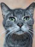 Closeup of Bambino, senior three-legged cat