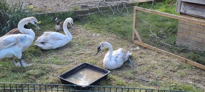 元気になった白鳥のひな
