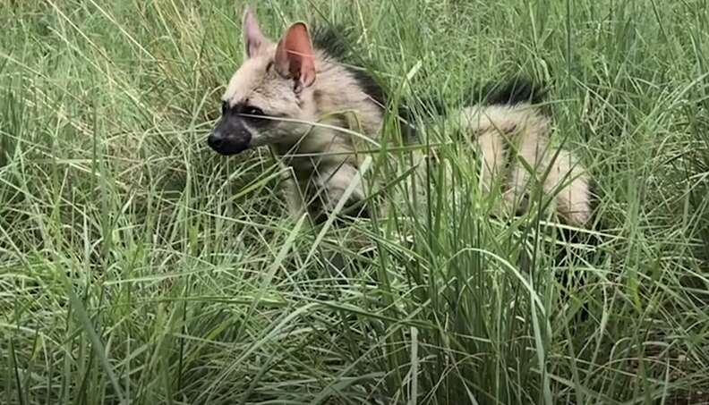 アードウルフの赤ちゃん