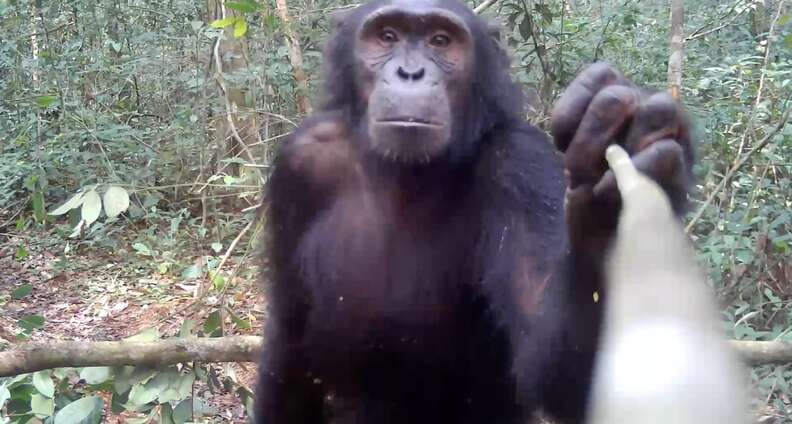 შიმპანზე