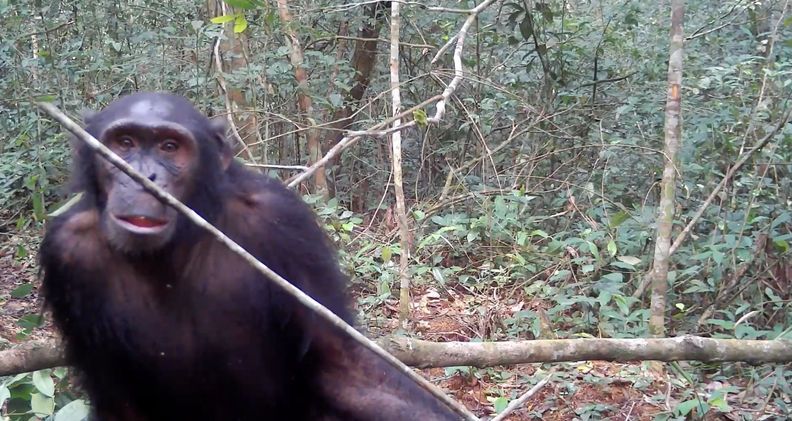 შიმპანზე