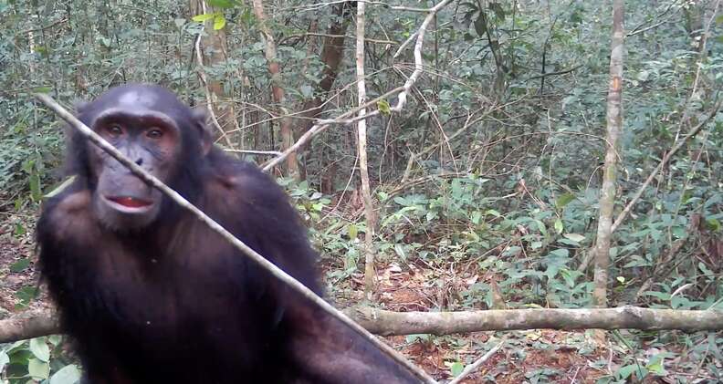 შიმპანზე