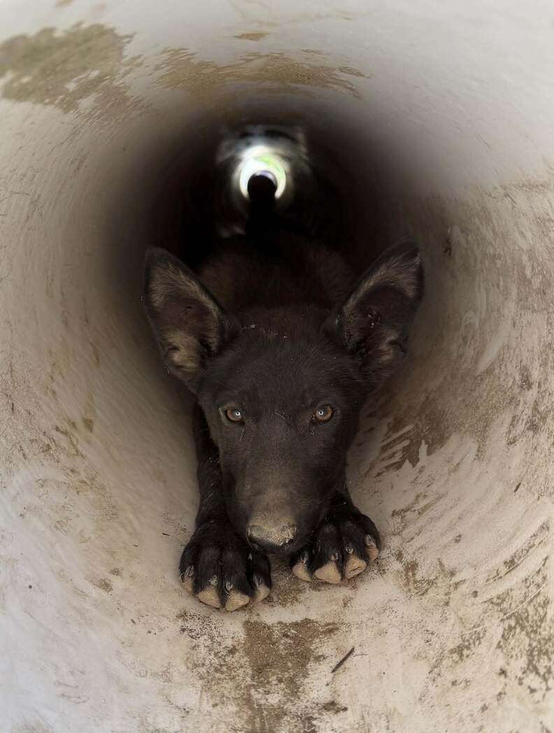 Homeowner Lured By Yelps Discovers A Familiar-Looking Pup In Drainpipe