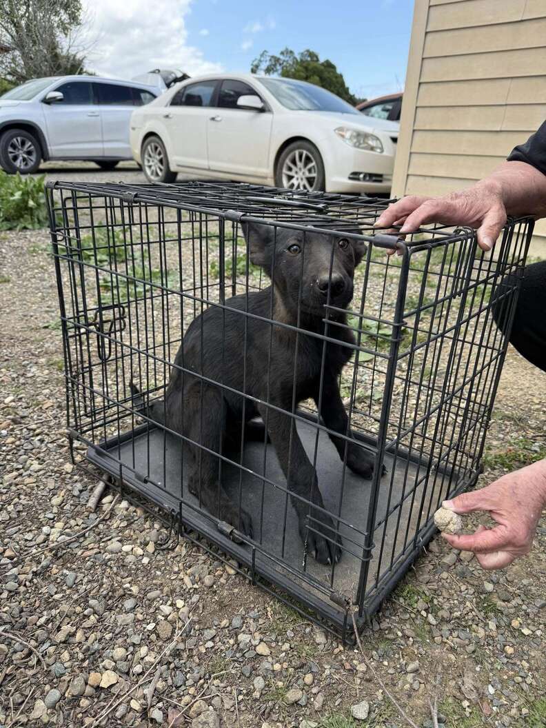 Homeowner Lured By Yelps Discovers A Familiar-Looking Pup In Drainpipe