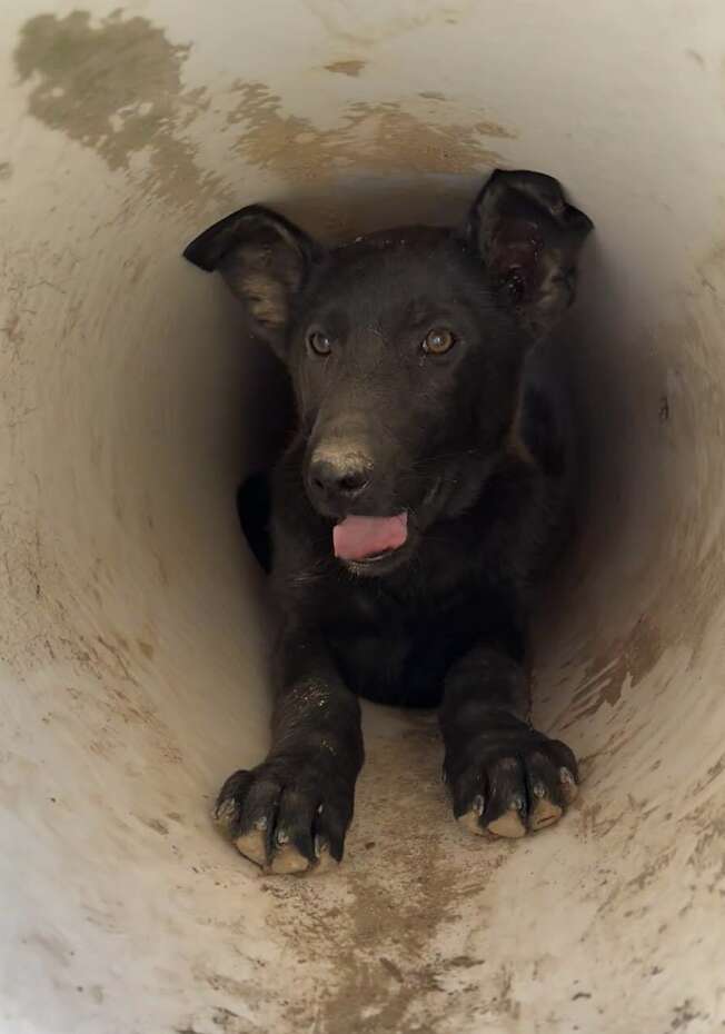 Homeowner Lured By Yelps Discovers A Familiar-Looking Pup In Drainpipe