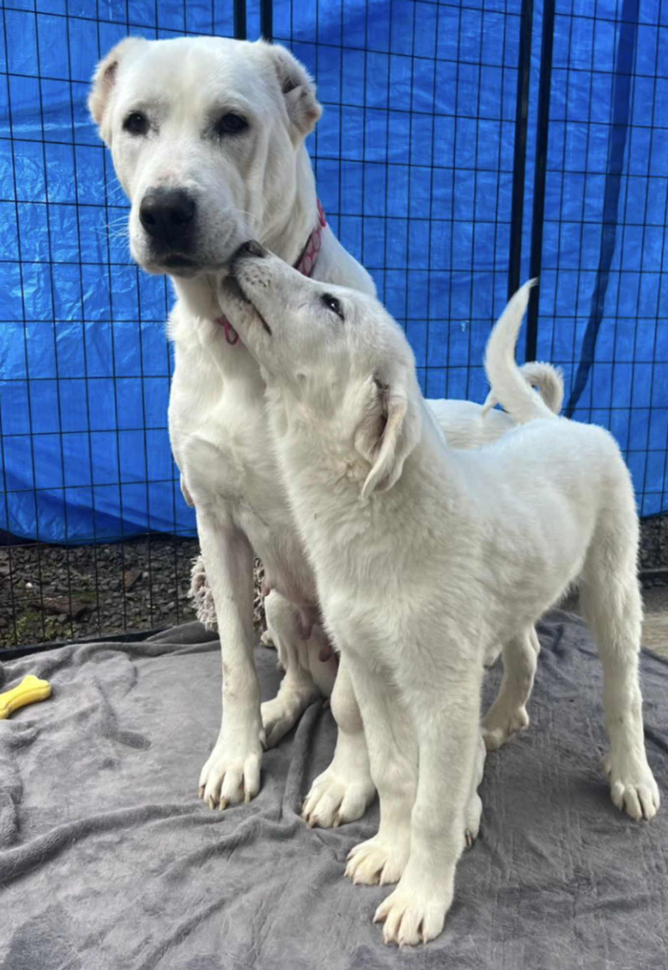 She Was Tied Up Deep In The Woods With All Her Puppies — Then A Hero ...