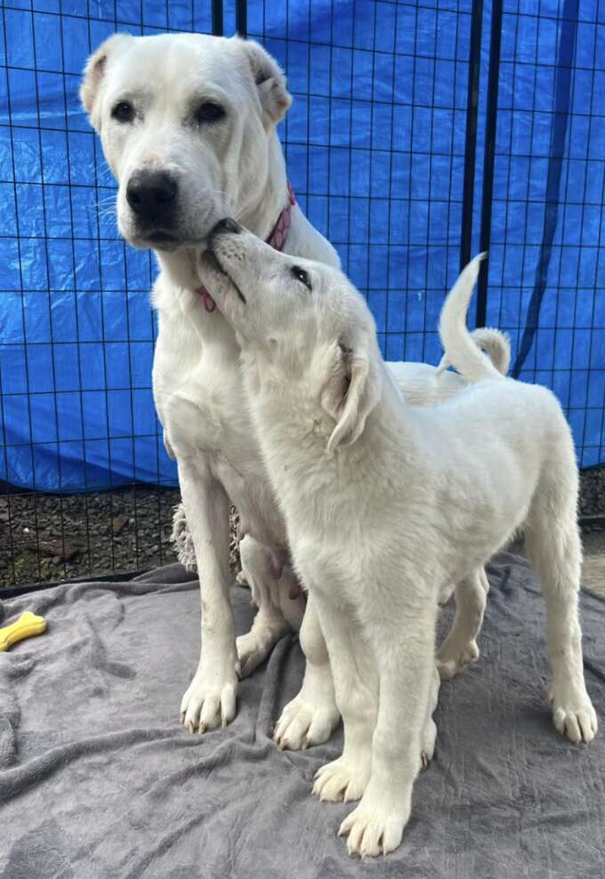 mom and puppy