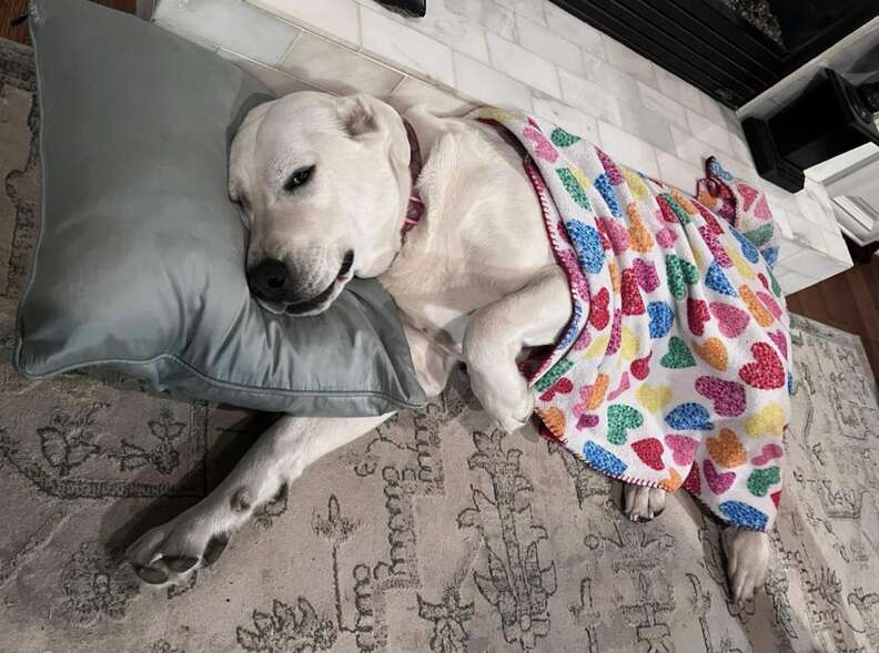 dog sleeping under blanket